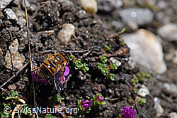 Mistbiene (Eristalis tenax) auf gegenblättrigem Steinbrech (Saxifraga oppositifolia) (F173203)