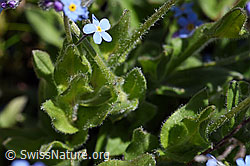 Alpen-Vergissmeinnicht (Myosotis alpestris) (F173209)