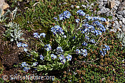 Alpen-Vergissmeinnicht (Myosotis alpestris) (F173210)