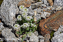Alpen-Gämskresse (Pritzelago alpina) (08.2020, F173218)