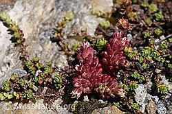 Dunkler Mauerpfeffer (Sedum atratum) (F173225) Dunkler Mauerpfeffer (Sedum atratum) (F173225)