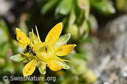 Bewimperter Steinbrech (Saxifraga aizoides)