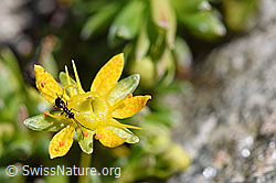 Gelis agilis (Schlupfwespe) auf Bewimpertem Steinbrech (Saxifraga aizoides) (F173227) Gelis agilis (Schlupfwespe) auf Bewimpertem Steinbrech (Saxifraga aizoides) (F173227)