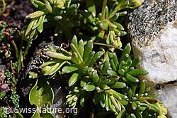 Bewimperter Steinbrech (Saxifraga aizoides) (F173230) Bewimperter Steinbrech (Saxifraga aizoides) (F173230)