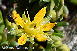 Bewimperter Steinbrech (Saxifraga aizoides) (F173231) Bewimperter Steinbrech (Saxifraga aizoides) (F173231)