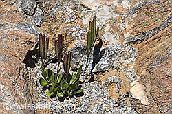 Bläuliche Gänsekresse (Arabis caerulea) (F173235)