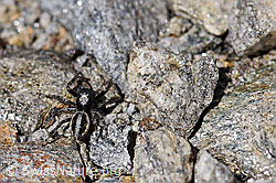 Attulus longipes (Springspinne) (F173247)