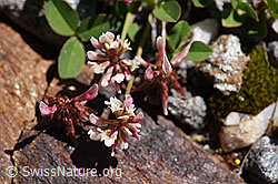 Foto: Bleicher Klee (Trifolium pallescens)