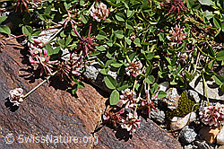 Foto: Bleicher Klee (Trifolium pallescens)