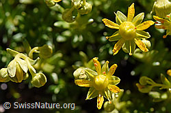 Bewimperter Steinbrech (Saxifraga aizoides) (F173349) Bewimperter Steinbrech (Saxifraga aizoides) (F173349)