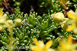 Bewimperter Steinbrech (Saxifraga aizoides) (F173350) Bewimperter Steinbrech (Saxifraga aizoides) (F173350)