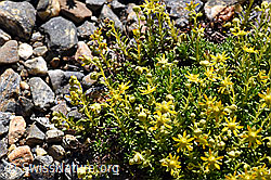 Bewimperter Steinbrech (Saxifraga aizoides) (F173352) Bewimperter Steinbrech (Saxifraga aizoides) (F173352)