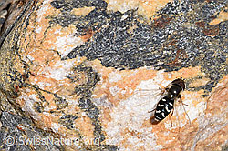 Späte Grossstirnschwebfliege (Scaeva pyrastri) auf Stein (08.2020, F173373)