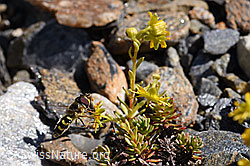 Mondfleck-Feldschwebfliege (Eupeodes luniger) auf Bewimpertem Steinbrech (Saxifraga aizoides) (F173376) Mondfleck-Feldschwebfliege (Eupeodes luniger) auf Bewimpertem Steinbrech (Saxifraga aizoides) (F173376)