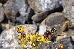 Mondfleck-Feldschwebfliege (Eupeodes luniger) auf Bewimpertem Steinbrech (Saxifraga aizoides) (F173378) Mondfleck-Feldschwebfliege (Eupeodes luniger) auf Bewimpertem Steinbrech (Saxifraga aizoides) (F173378)