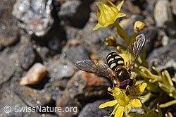 Mondfleck-Feldschwebfliege (Eupeodes luniger) auf Bewimpertem Steinbrech (Saxifraga aizoides) (F173382) Mondfleck-Feldschwebfliege (Eupeodes luniger) auf Bewimpertem Steinbrech (Saxifraga aizoides) (F173382)