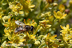 Mistbiene (Eristalis tenax) auf Bewimpertem Steinbrech (Saxifraga aizoides) (F173385) Mistbiene (Eristalis tenax) auf Bewimpertem Steinbrech (Saxifraga aizoides) (F173385)