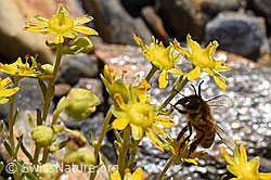 Bewimperter Steinbrech (Saxifraga aizoides)