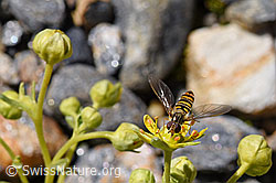 Hainschwebfliege (Episyrphus balteatus) auf bewimpertem Steinbrech (Saxifraga aizoides) (F173390) Hainschwebfliege (Episyrphus balteatus) auf bewimpertem Steinbrech (Saxifraga aizoides) (F173390)