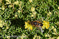 Mistbiene (Eristalis tenax) auf Bewimpertem Steinbrech (Saxifraga aizoides) (F173396) Mistbiene (Eristalis tenax) auf Bewimpertem Steinbrech (Saxifraga aizoides) (F173396)