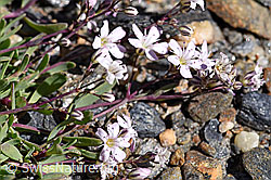 Kriechendes Gipskraut (Gypsophila repens) (08.2020, F173398)