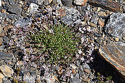Kriechendes Gipskraut (Gypsophila repens) (08.2020, F173400)
