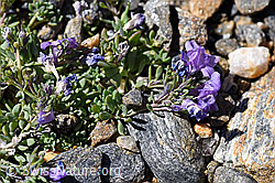 Alpen-Leinkraut (Linaria alpina) (08.2020, F173408)
