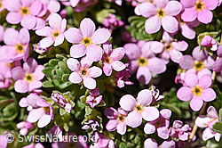 Foto: Alpen-Mannsschild (Androsace alpina)