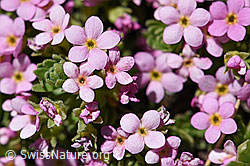 Foto: Alpen-Mannsschild (Androsace alpina)