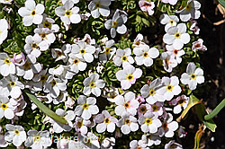 Alpen-Mannsschild (Androsace alpina) (F173477)