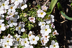 Alpen-Mannsschild (Androsace alpina) (F173479)