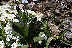 Alpen-Vergissmeinnicht (Myosotis alpestris) (F173481)