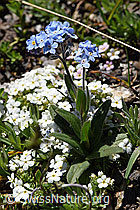 Alpen-Vergissmeinnicht (Myosotis alpestris) (F173482)