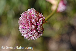 Silene suecica (F173485)