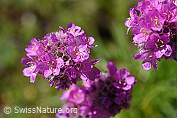 Alpen-Pechnelke (Silene suecica) (08.2020, F173487)