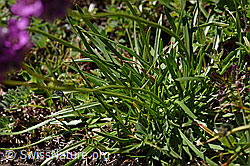 Alpen-Pechnelke (Silene suecica) (08.2020, F173488)