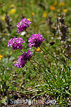 Alpen-Pechnelke (Silene suecica) (08.2020, F173489)