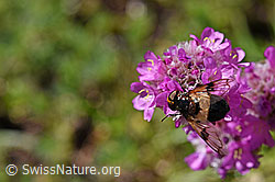 Gemeine Waldschwebfliege (Volucella pellucens) auf Alpen-Pechnelke (Silene suecica) (08.2020, F173495)