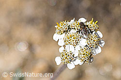 Zwerg-Schafgarbe (Achillea nana) (F173496)