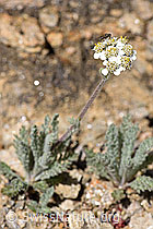 Zwerg-Schafgarbe (Achillea nana) (F173498)