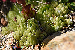 Spinnweb-Hauswurz (Sempervivum arachnoideum) (F173504) Spinnweb-Hauswurz (Sempervivum arachnoideum) (F173504)