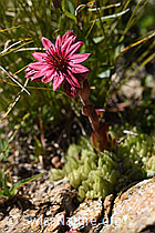 Spinnweb-Hauswurz (Sempervivum arachnoideum) (F173505) Spinnweb-Hauswurz (Sempervivum arachnoideum) (F173505)
