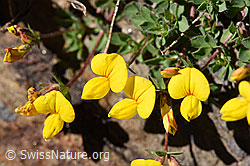 Lotus alpinus (F173513)
