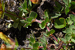 Lotus alpinus (F173514)