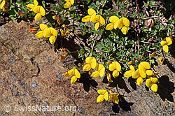 Lotus alpinus (F173516)