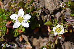 Zweiblütiges Sandkraut (Arenaria biflora) (08.2020, F173517)