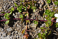 Zweiblütiges Sandkraut (Arenaria biflora) (08.2020, F173518)