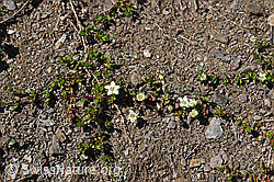 Zweiblütiges Sandkraut (Arenaria biflora) (F173519)