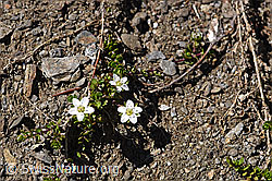 Zweiblütiges Sandkraut (Arenaria biflora) (08.2020, F173520)