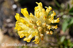 Alpen-Wundklee (Anthyllis vulneraria ssp. alpestris) (F173524)